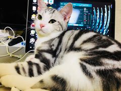 -猫大福·Fortune Cat猫舍(百子湾店)