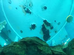 -苏州海洋馆