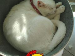 -有猫主题·治愈系猫咖(曾厝垵店)