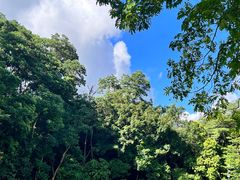 -深圳仙湖植物园