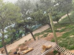 -西霞口神雕山野生动物世界