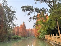 -桤木河湿地公园