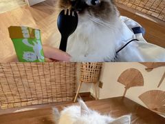 -楼上猫咖(罗湖店)