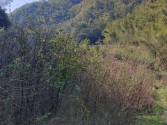 -宁波浙东大竹海景区