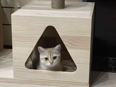 -东方名猫馆·英短金渐层布偶猫舍(环线广场1号楼店)