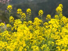 -石潭村
