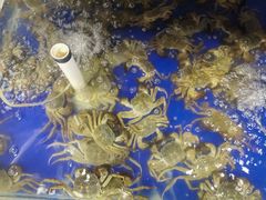 -阳澄湖大闸蟹·琼灵阁牌品牌连锁(吴中总店)