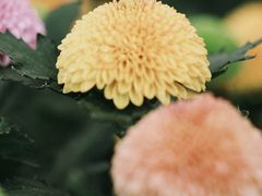 -三圣花乡旅游区