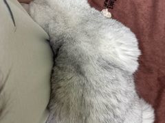 -瑞鹏宠物医院·夜间急症·心超·猫科(祖庙分店)
