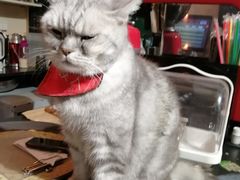 -猫色咖啡·猫咖