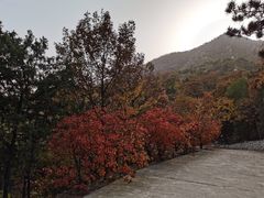 -北京鹫峰国家森林公园
