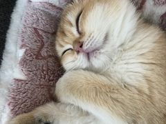 -猫腻·猫咖·撸猫馆(星光大道店)