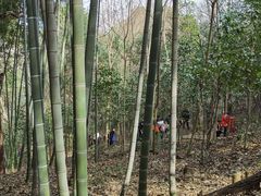 -上海佘山国家森林公园天马山园