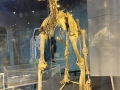 -周口店北京人遗址公园