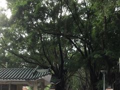 -荔湾湖公园