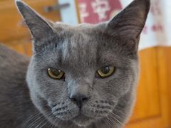 -是阿柴呀！柴犬咖啡·爱喵喵猫咖