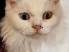 -楼上猫咖(罗湖店)