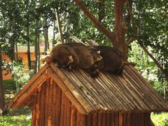 -北京野生动物园