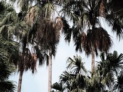 -中国科学院华南植物园