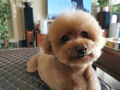 -佳雯宠物医院(金华南路分院)