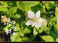 -上海滨江森林公园