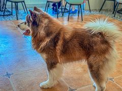 -Let's go狗咖·猫咖·奶狗·桌游(春熙路IFS店)