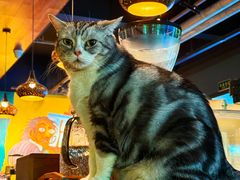 -咖法森林·咖啡  酒吧(天河店)