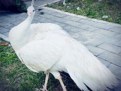 -静之湖度假区