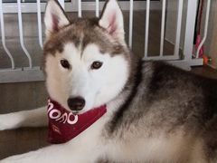 -Husky Go! 哈士奇体验馆·宠物咖啡厅狗咖