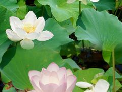 -荷塘月色湿地公园·向阳花洲