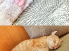 -CAT’S MEWSTAR CAFE·喵星球猫屋(晴湾咖啡店)