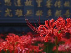 -西安大兴善寺