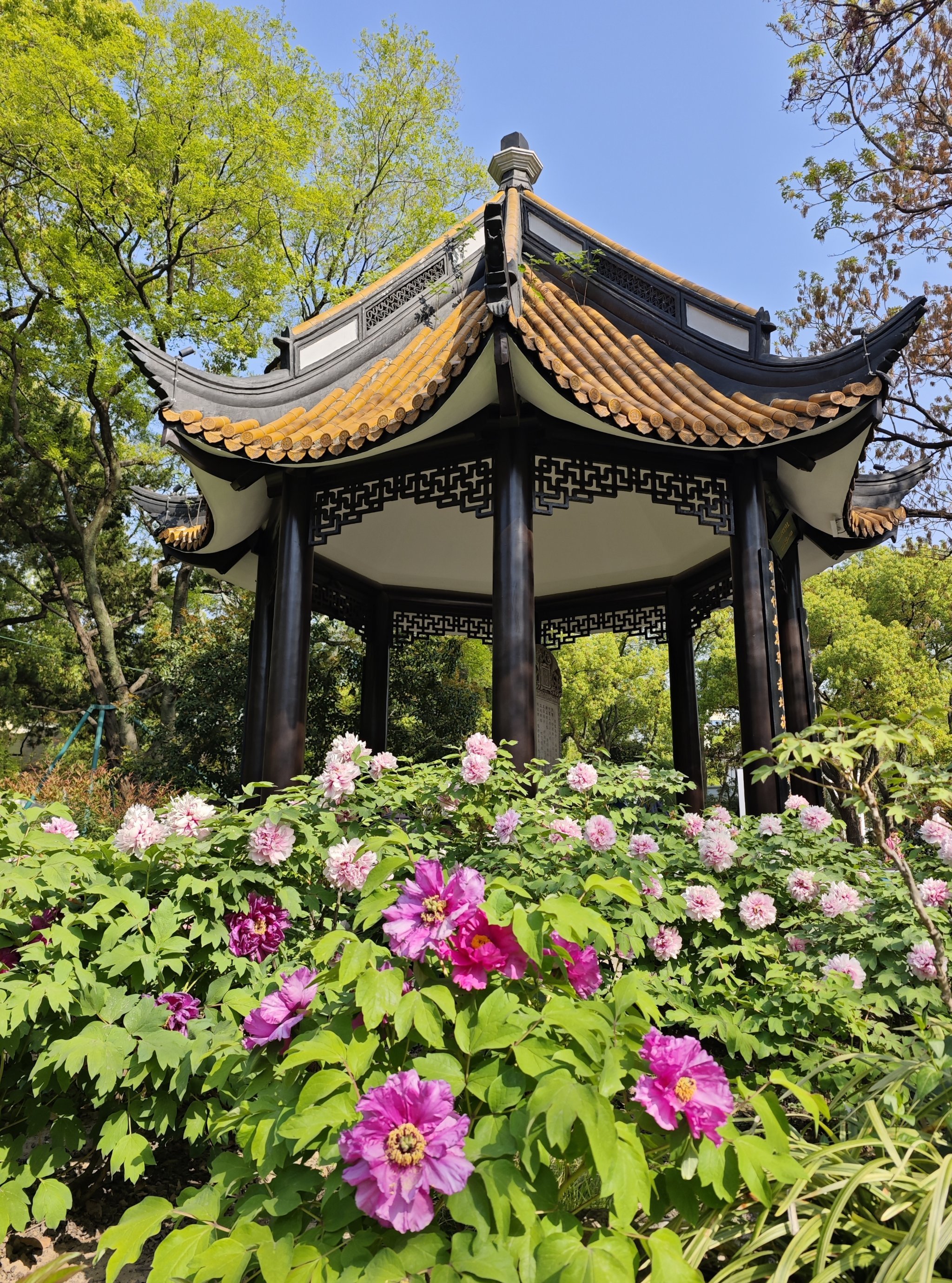 8实拍,漕溪公园牡丹已进入盛花期