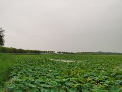 -天津东丽湖风景区