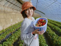 -昌平兴寿秀秀草莓采摘园