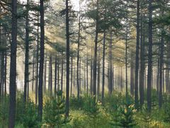 -塞罕坝国家级自然保护区