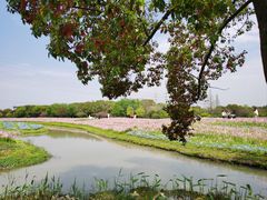 -花开海上生态园