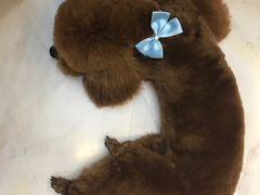 -BABYDOG宝贝狗宠物乐园(欧洲城店)