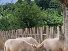 -泉州海丝野生动物世界