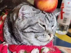 -平行世界·猫咖(首经贸店)