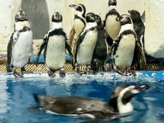 -太平洋海底世界