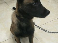 -仁华宠物医院(青羊店)