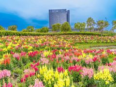 -春花秋色城市公园