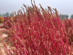 -汉长安城未央宫国家考古遗址公园