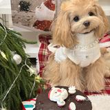 冬日狗狗的圣诞style