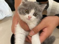 -欣宠猫屋·矮脚拿破仑·蓝金金渐层