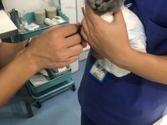 -伟伟宠物医院·CT影像中心·瑞派犬猫综合性门诊(汉口总院)