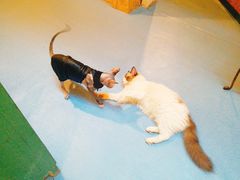 -猫色咖啡·猫咖