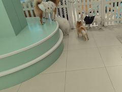 -怪兽屋·羊驼·猫咖·狗咖(俊华广场店)