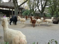 -野生动物园-停车场